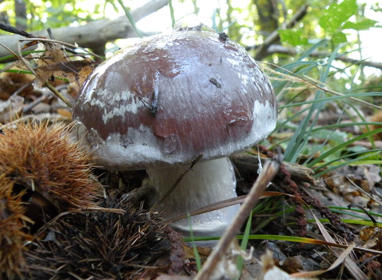Cortinarius praestans ?